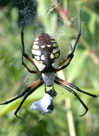Yellow Garden Spider